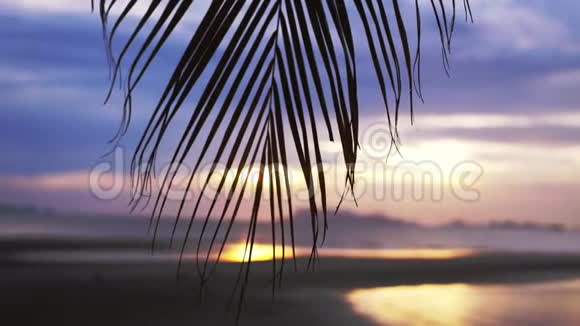 在热带海滩上棕榈树的树枝上看到令人惊叹的日落景色慢动作3840x2160视频的预览图