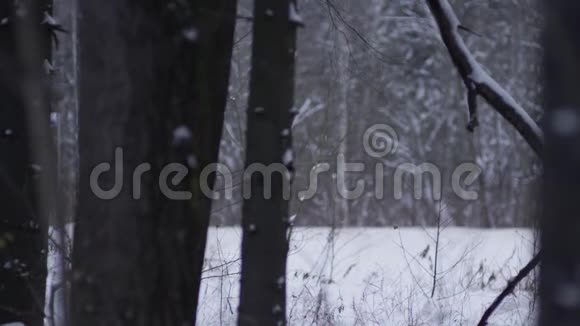 红色跑车骑在高速公路上周围是白雪覆盖的树林视频的预览图