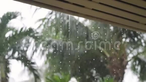 热带雨滴落在苏梅岛的绿棕树叶和佛兰吉帕尼树上慢动作视频的预览图