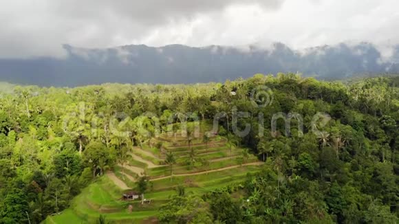 巴厘岛惊人的水稻梯田的空中景观慢动作1920x1080视频的预览图