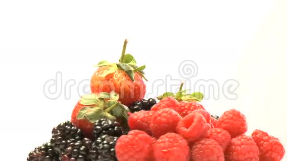 浆果丛3视频的预览图