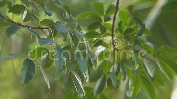 橡胶树的叶子视频的预览图