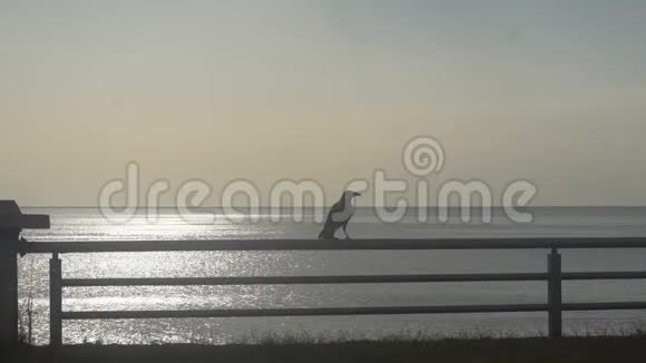 一只乌鸦在平静的大海的光辉背景下危在旦夕视频的预览图