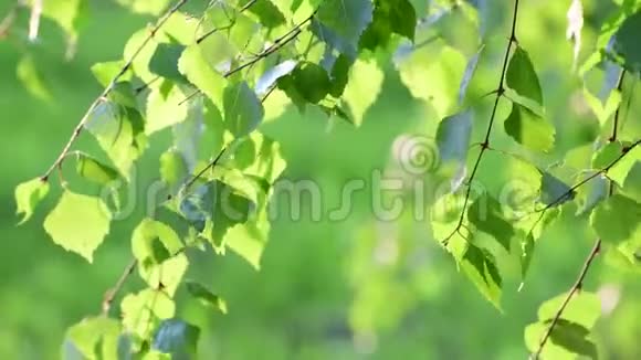 年轻的桦树叶子在春天背光视频的预览图