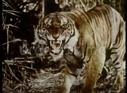 在丛林里咆哮的老虎视频的预览图