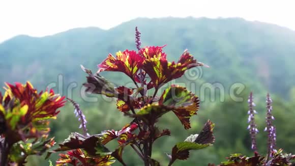 绿色的风景美丽的野花在丛林中的一片山的背景上慢动作3840x2160视频的预览图