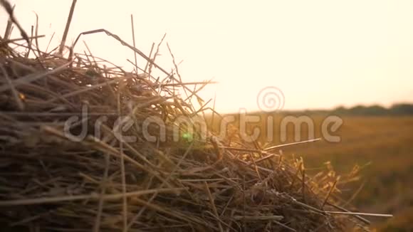 在夕阳下用草捆裹住的田野视频的预览图