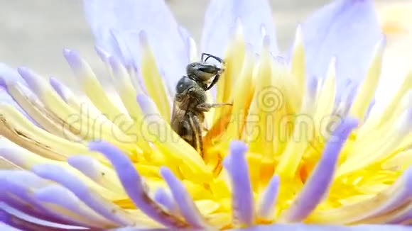 蜜蜂正在采集花蜜视频的预览图