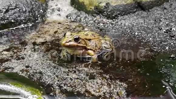 青蛙属于欧亚大陆的一个秩序由物种的多样性构成视频的预览图