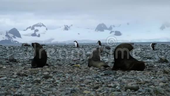 毛皮海豹用小石头在海滩上休息安德列夫视频的预览图