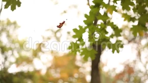 秋叶在风中摇曳挂在蛛网上视频的预览图