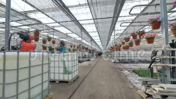 盆栽植物的大温室里的走廊视频的预览图