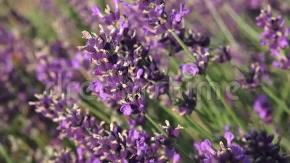 紫色的薰衣草花在田野里美丽的紫罗兰野生薰衣草背景草地接近视频的预览图