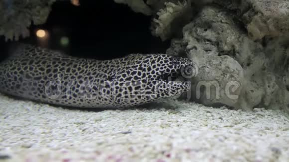 水族馆里的豹斑鳗鱼蚕豆胸视频的预览图