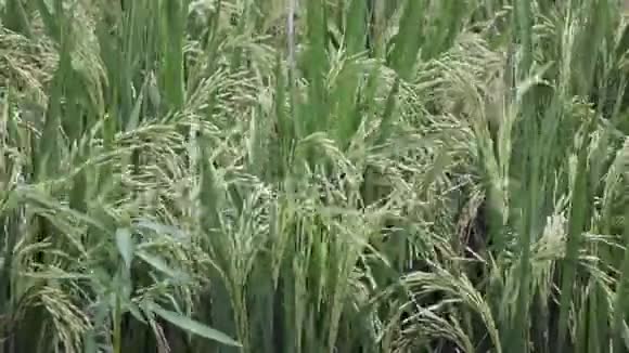 把成熟的稻芽关在山和农家的水稻梯田上印度尼西亚巴厘UHD4K视频的预览图