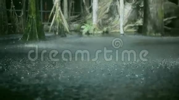 雨滴在地上的景色夏日泥坑倾盆大雨降雨热带树视频的预览图