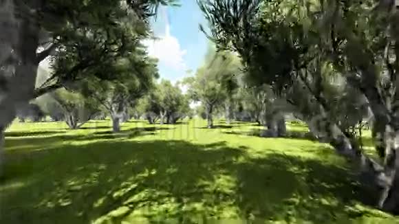 橄榄树的种植视频的预览图
