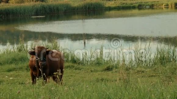 牛在河边的草地上吃草在一片绿色的田野里视频的预览图
