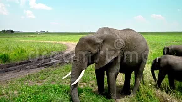 热带草原的非洲大象群视频的预览图