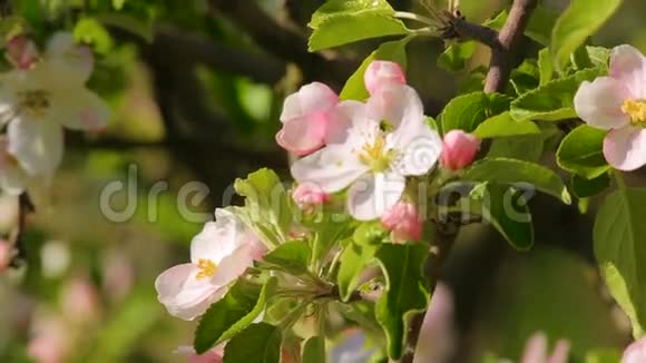 可爱的苹果花特写里面有虫子视频的预览图