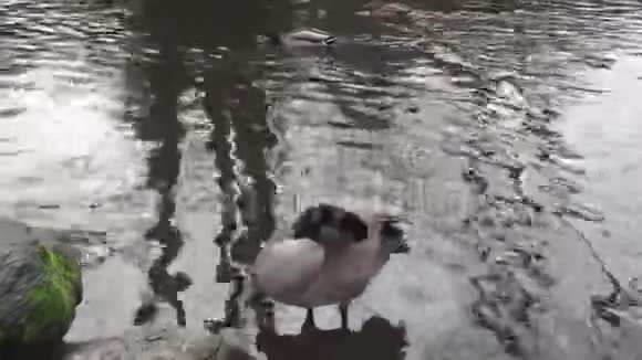 可爱的加拿大鹅在鸭池边清洁自己视频的预览图