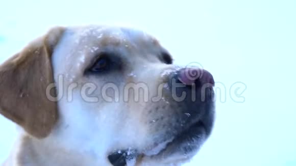 可爱的拉布拉多猎犬在雪中训练狗视频的预览图