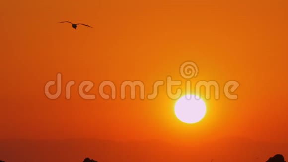 海鸥在橙色的晚霞中飞翔视频的预览图