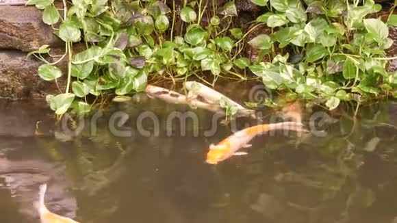 池塘里的大红日本鲤鱼好玩的喝水视频的预览图