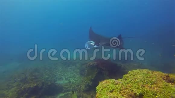 曼塔雷合拢海洋蓝海水中的大曼塔雷喂养与游泳视频的预览图