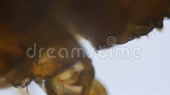 显微镜下淡水蜈蚣的嘴和爪子视频的预览图