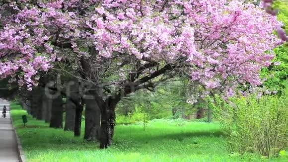 公园景观的粉红色樱花树和绿色草坪视频的预览图