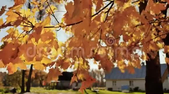 秋天树叶下的村庄房子谷仓的稻草晴天秋天的风景视频的预览图