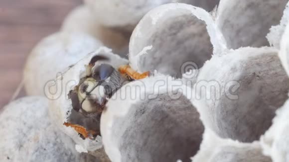 当黄蜂幼虫变成成年黄蜂后幼蜂出现在细胞中视频的预览图