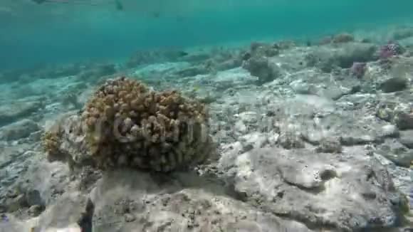美丽的水下世界珊瑚和热带鱼视频的预览图