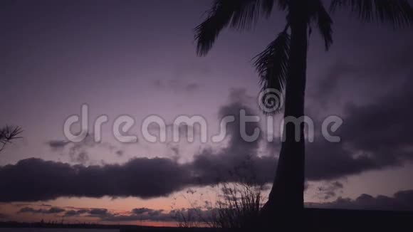 棕榈树在黄昏视频的预览图