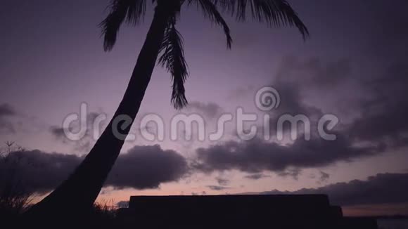棕榈树在黄昏视频的预览图