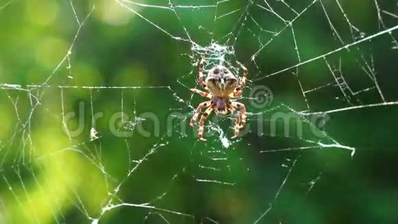 蜘蛛网上的大蜘蛛视频的预览图