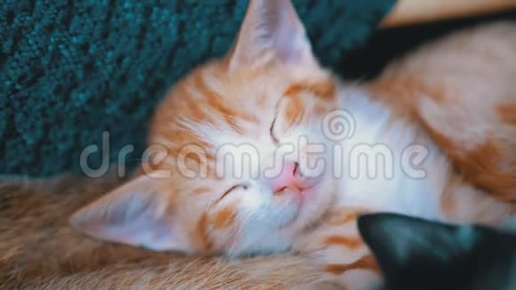 毛茸茸的可爱的红猫在家睡在沙发上视频的预览图