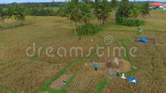 农民在大稻田上采集水稻的鸟瞰图视频的预览图