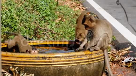 猴子在一碗水中抓住一只青蛙并与它一起玩泰国视频的预览图