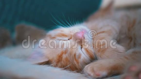 毛茸茸的可爱的红猫在家睡在沙发上视频的预览图