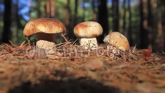 晴天松林中的蘑菇视频的预览图