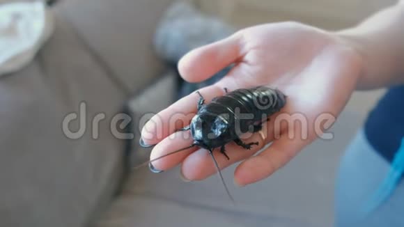 雄的雄一种嘶嘶的蟑螂马达加斯加最大的蟑螂之一穿上衣服视频的预览图