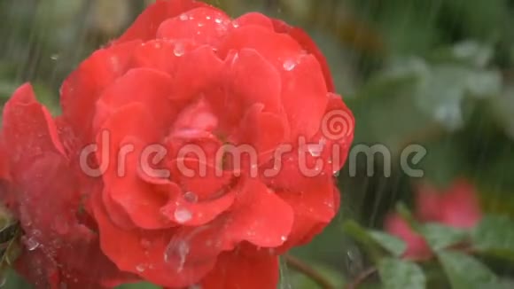 雨滴下美丽的红玫瑰视频的预览图