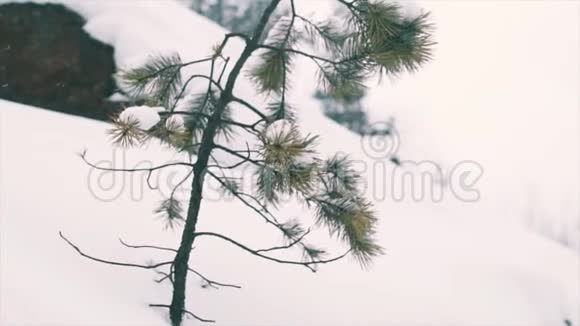 生长在白雪覆盖的石崖上的软弱松树视频的预览图