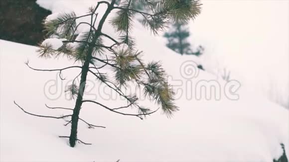 生长在白雪覆盖的岩石悬崖上的软弱松树视频的预览图