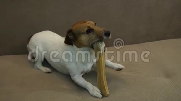 杰克罗素吃骨头狗吃骨头视频的预览图