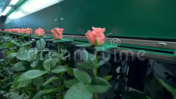 一条温室加工线上满是均匀的粉红色玫瑰视频的预览图