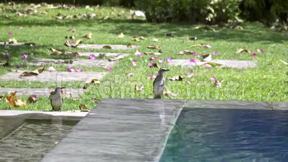 美丽的苏蒂头球球Pycnonotus极光鸟在大自然的游泳池里游泳视频的预览图
