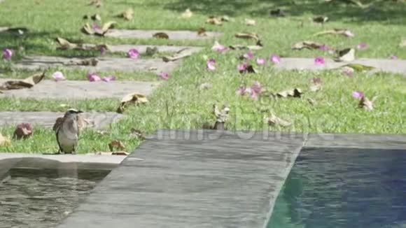 美丽的苏蒂头球球Pycnonotus极光鸟在大自然的游泳池里游泳视频的预览图